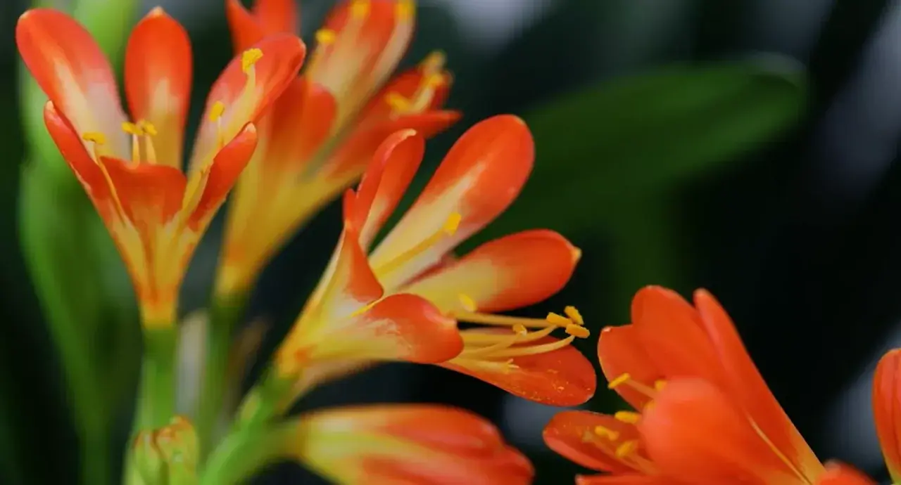 Fiori arancioni e gialli di una pianta clivia, con petali che si aprono verso l'esterno e stami dorati.