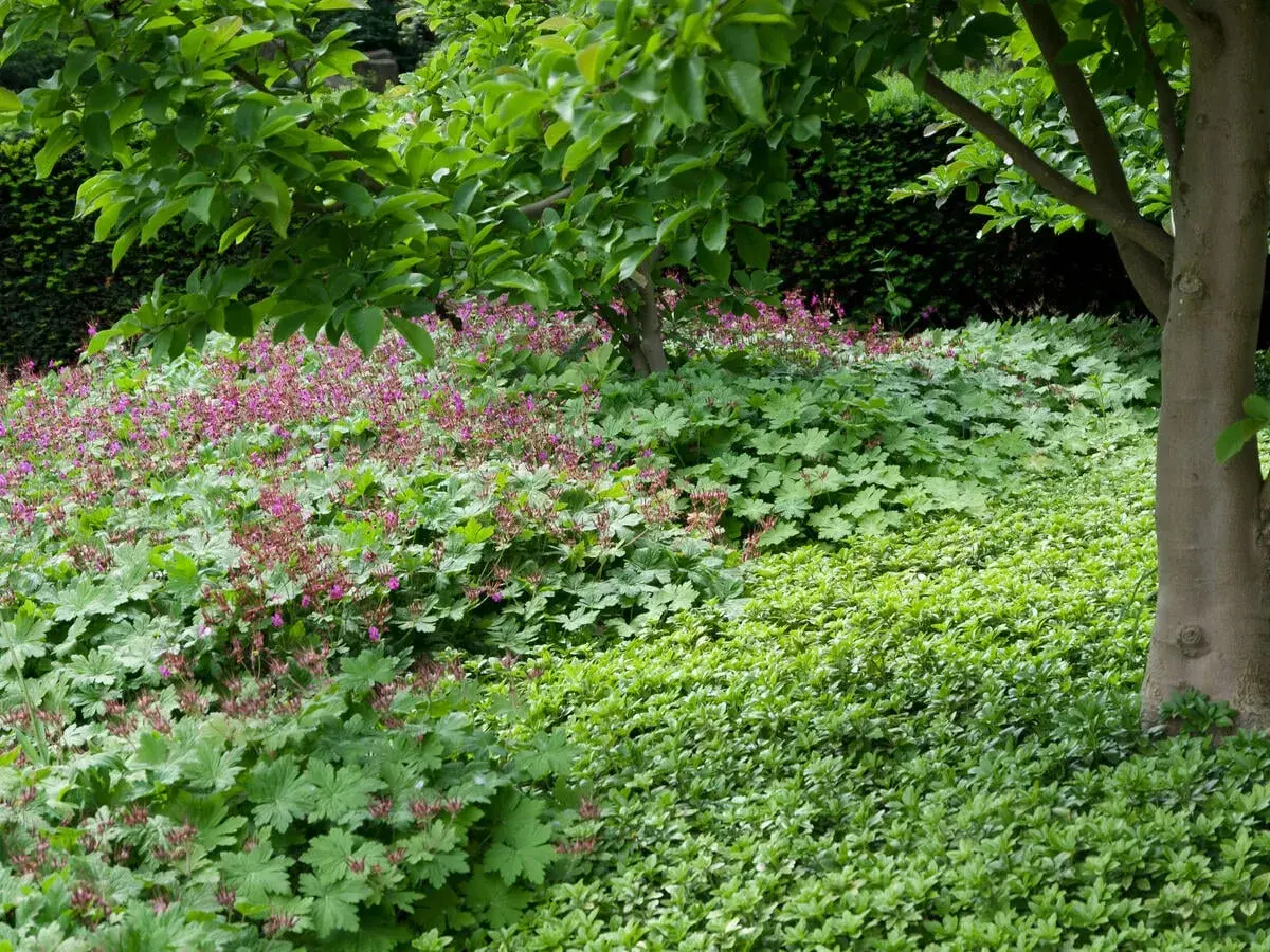 Ein üppiger Garten mit blühendem Storchschnabel und kleinblättrigem Efeu als bodendecker gegen unkraut.