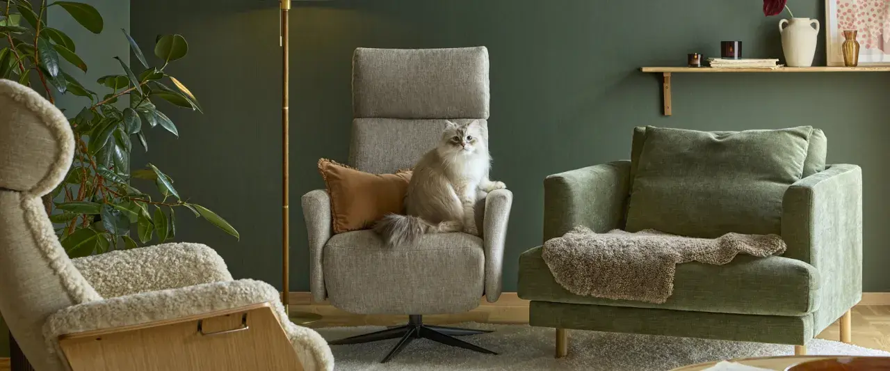 En fluffig katt sitter i en grå fåtölj. Bredvid står en grön soffa med fårskinn. En fåtölj i ek syns till vänster.