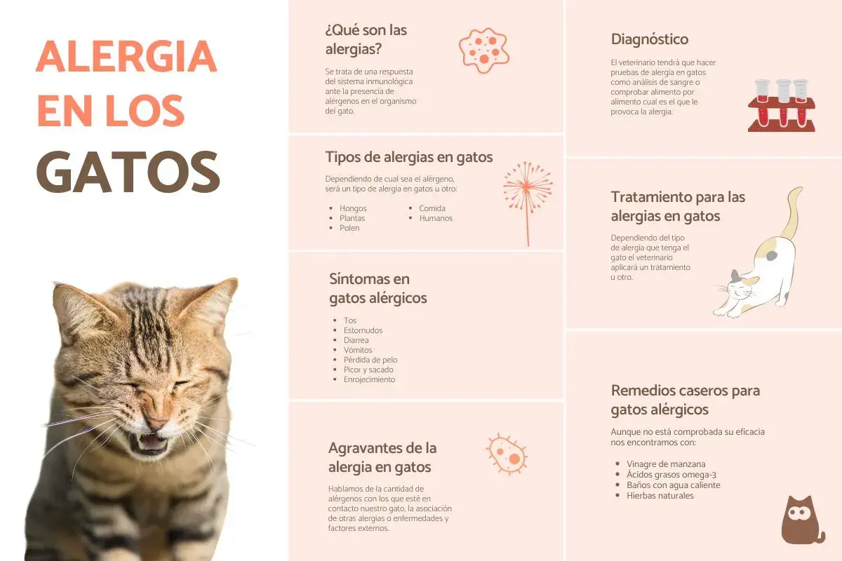 Gato estornudando, con información sobre alergia a los gatos, síntomas como ronchas, y remedios.