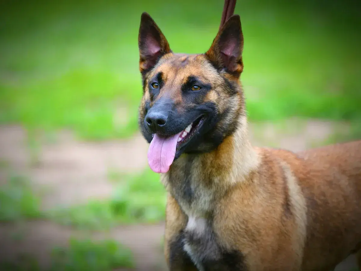 Un perro pastor belga malinois, con su lengua rosada afuera, parece responder a la pregunta: cual es el perro mas inteligente.