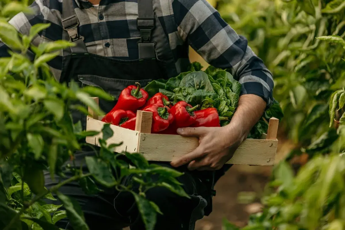 Un agriculteur récolte des poivrons rouges et des légumes verts dans une caisse en bois, au milieu d'une poivron plante luxuriante.