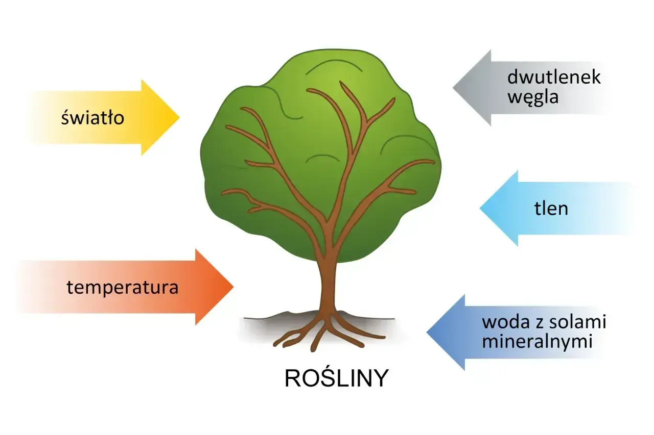 Biologia: roślina potrzebuje światła, temperatury, wody z solami mineralnymi, dwutlenku węgla, a oddaje tlen.
