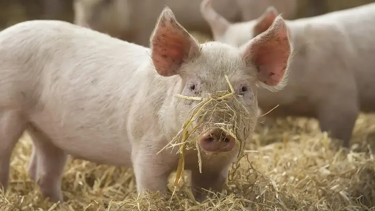 Un jeune porc rose avec de la paille sur le museau, dans un champ.