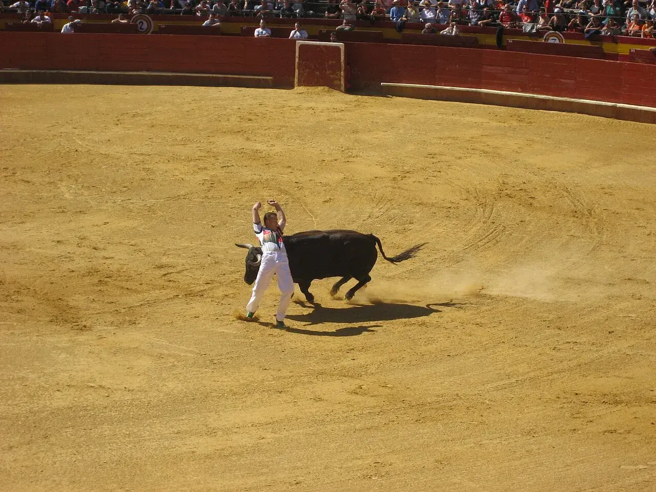Un recortador, uno de los nombres de recortadores de toros, se enfrenta a un toro bravo en la arena.
