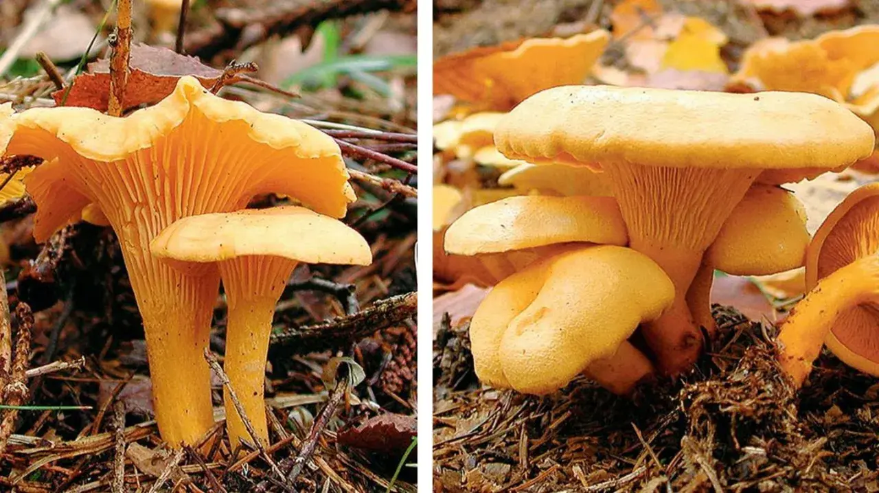 Gelbe Pfifferlinge wachsen im Wald auf moosigem Boden. Suche unter Laub und Nadeln.