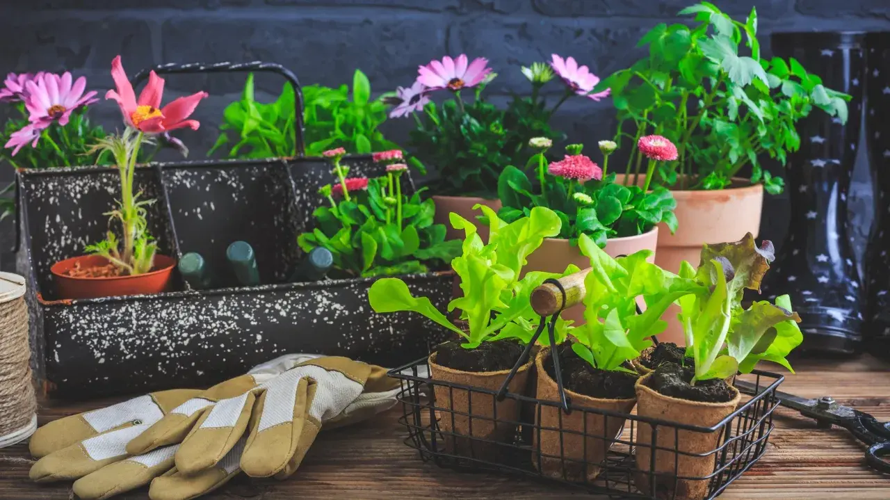 Gartengeräte und junge Pflanzen, bereit für den Frühling. Die zarten Setzlinge und Blumen sind geschützt, um sie vor **Pflanzen bei Frost** zu bewahren.