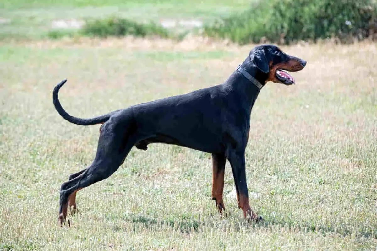 Czarny doberman z ogonem stoi na trawie, dysząc z otwartym pyskiem.