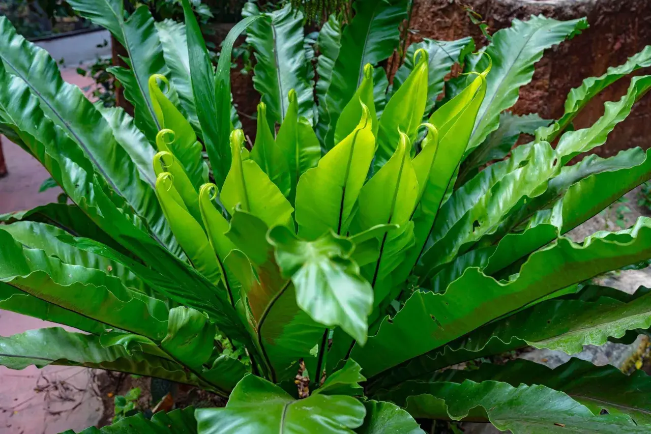 Kępa soczystych, zielonych liści paproci Asplenium Parvati, z których niektóre zwijają się w spiralę, tworząc piękny, naturalny wzór.