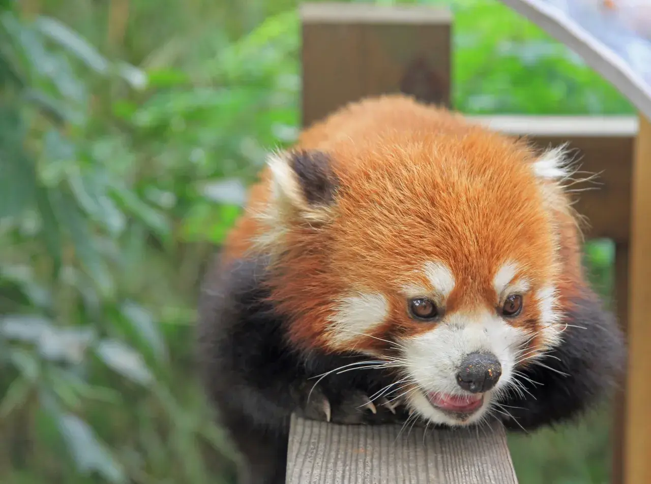 Un adorable panda rojo, con su pelaje anaranjado y negro, descansa sobre madera. ¡Descubre curiosidades del panda rojo!