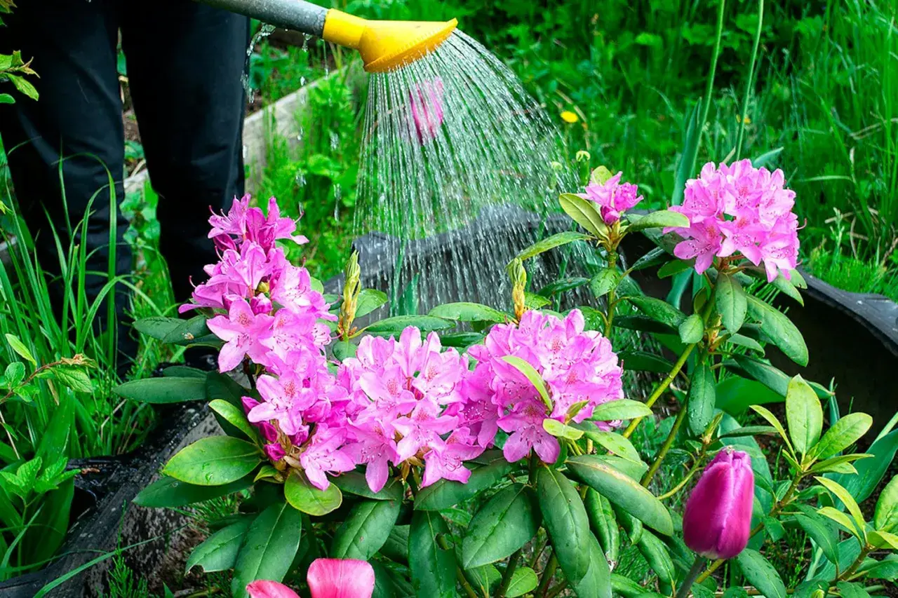 Vattning av nyplanterad rhododendron med rosa blommor. En lila tulpan anas i förgrunden.