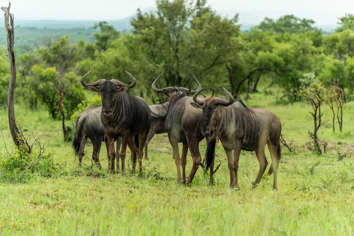 Eine Gruppe Gnus steht auf einer grünen Wiese im Kruger National Park.