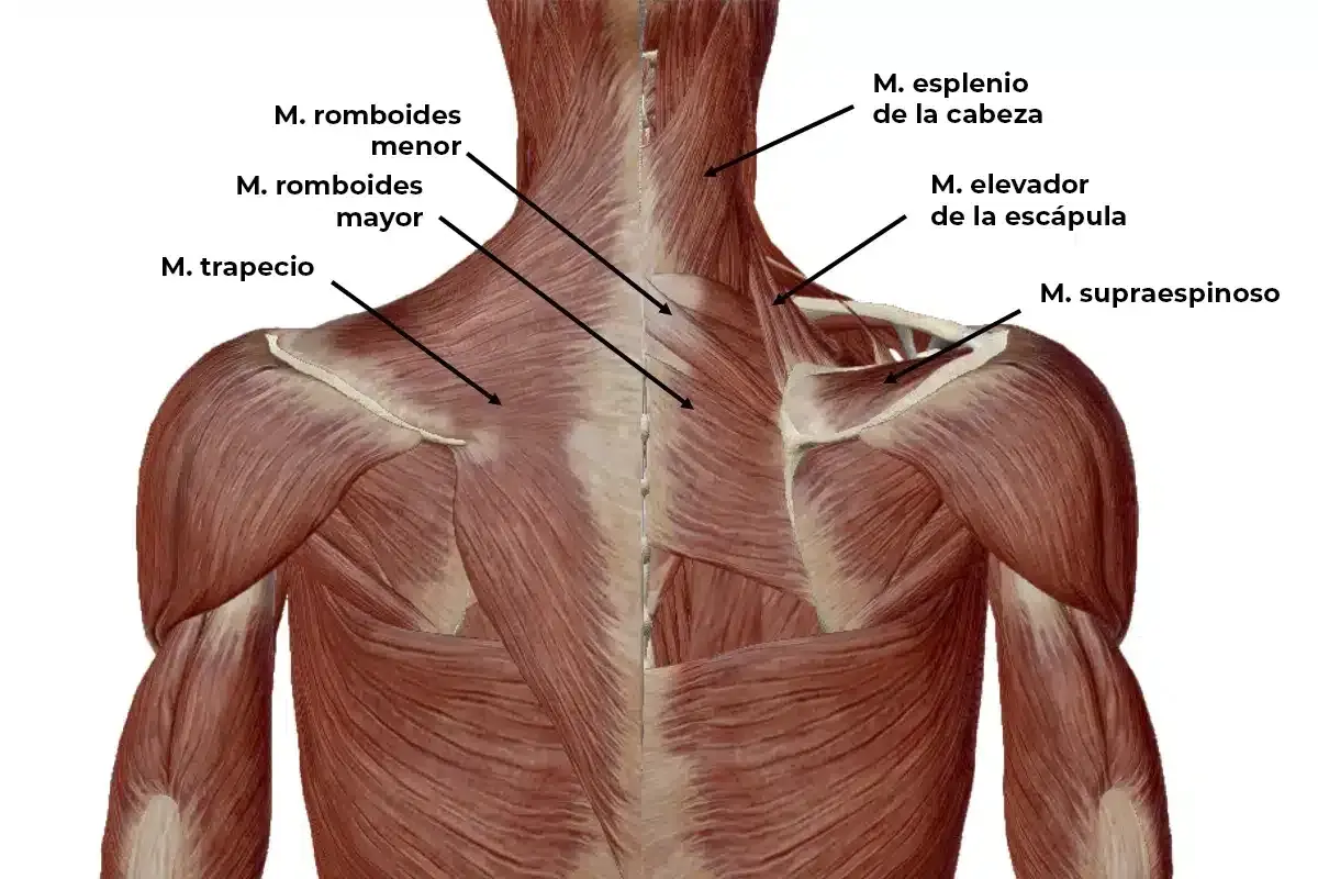 Anatomía de la espalda y cuello, mostrando músculos como el trapecio y romboides, relevantes para una contractura cuello.