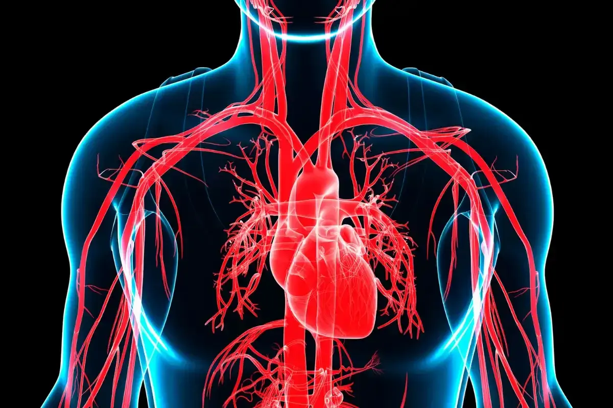 Cuore e arterie in rosso su sfondo nero. L'immagine evoca la sensazione di ansia e la potenziale pericardite.