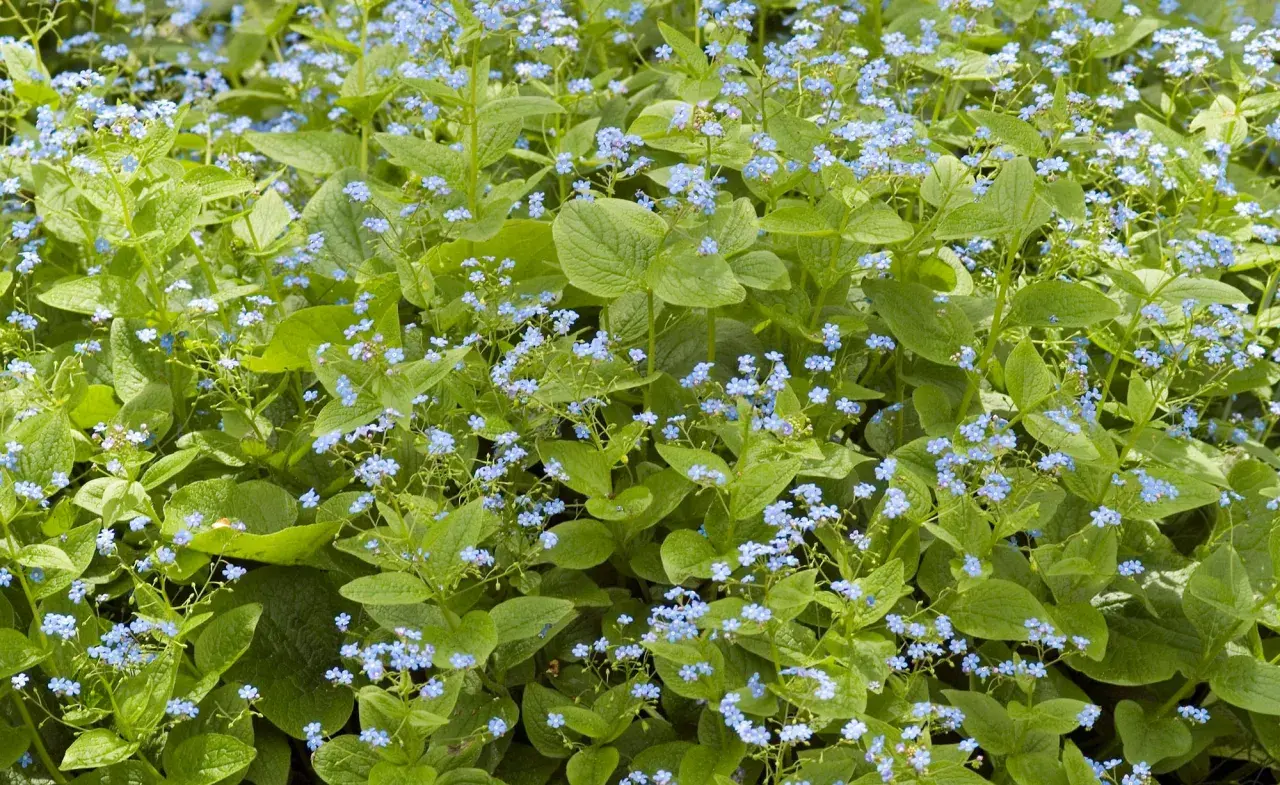 Ein dichter Teppich aus Vergissmeinnicht, ein idealer **bodendecker schatten**-Pflanze, bedeckt den Boden mit zarten blauen Blüten und grünen Blättern.