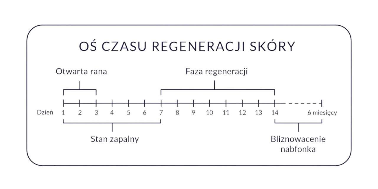 Oś czasu regeneracji skóry: otwarta rana (dni 1-3), stan zapalny (dni 1-6), faza regeneracji (dni 7-14), bliznowacenie naskórka (do 6 miesięcy). Pielęgnacja tatuażu zależy od fazy gojenia.