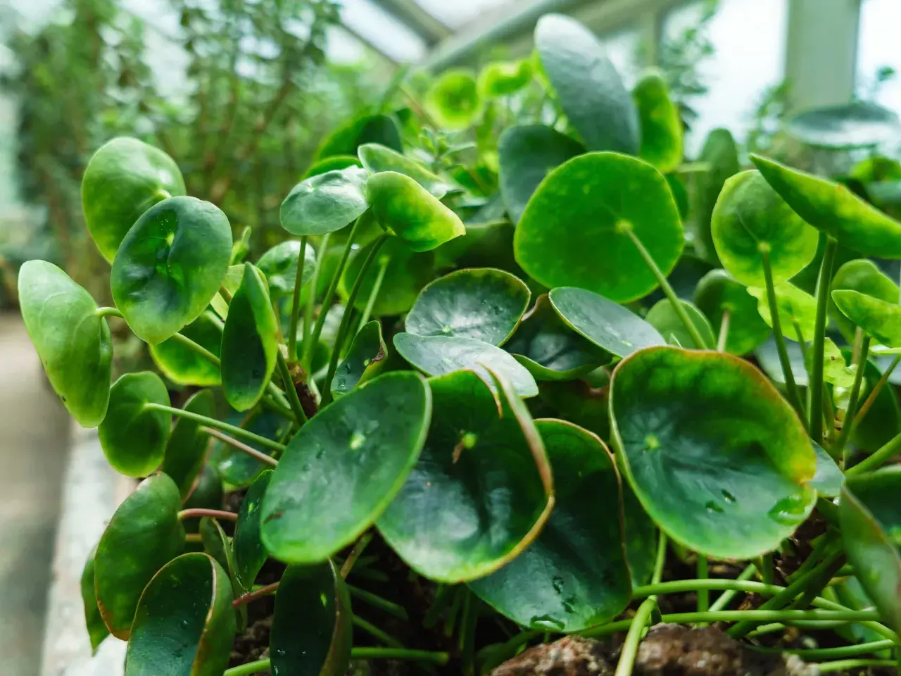Üppige Pilea mit runden, grünen Blättern, die nach Licht streben. Perfekt für die Pilea Pflege im Innenbereich.