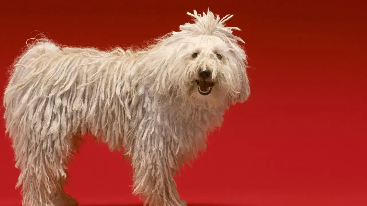 Un perro blanco con pelo largo y enredado, como si fuera uno de esos perros que sueltan mucho pelo. Su pelaje parece una cascada de rastas.