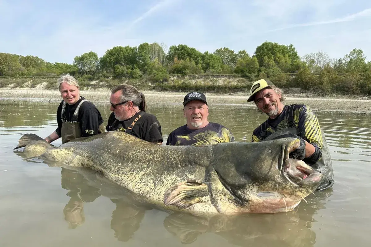 Vier Angler mit einem riesigen Wels im Wasser. Man fragt sich, wie alt wird ein Wels dieser Größe?