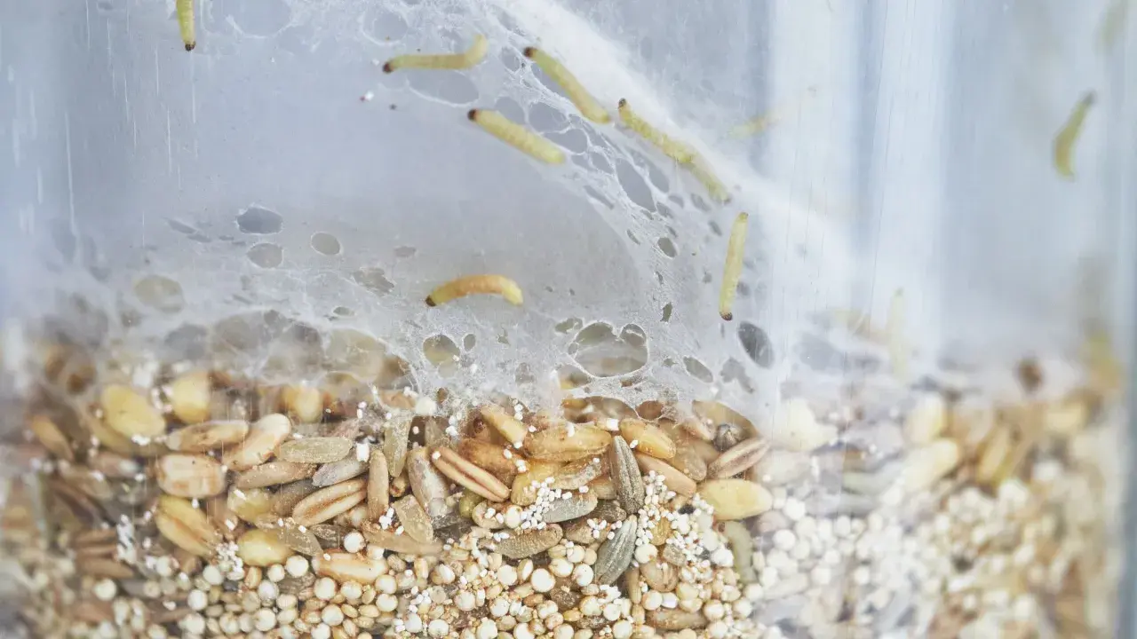 Petites larves rampent dans un nid de fils blancs au-dessus d'un mélange de grains. Un nid mite alimentaire en pleine activité.