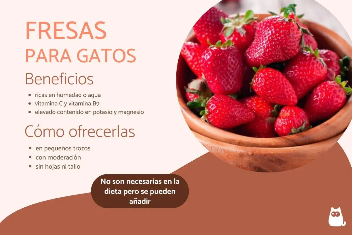 Fresas para gatos: beneficios y cómo ofrecerlas. Los gatos pueden comer fresas en pequeños trozos, con moderación y sin hojas.