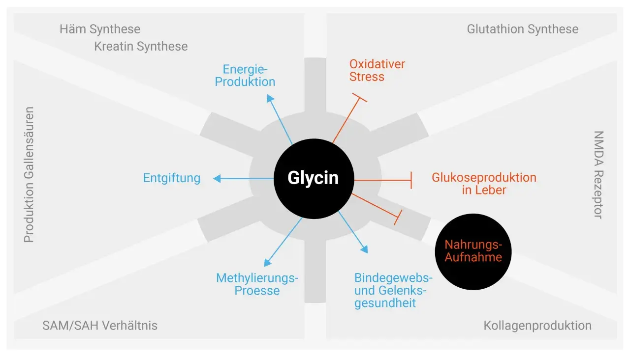 Glycin wirkt auf Entgiftung, Energieproduktion, Bindegewebsgesundheit und mehr. Es beeinflusst auch Glukoseproduktion und oxidativen Stress.