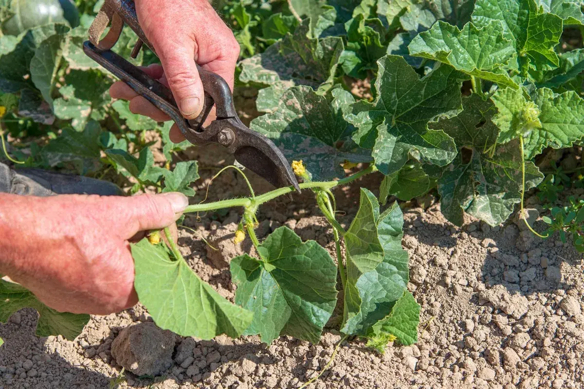 Mains coupant une tige de melon avec des sécateurs. La taille du melon est essentielle pour une bonne croissance.