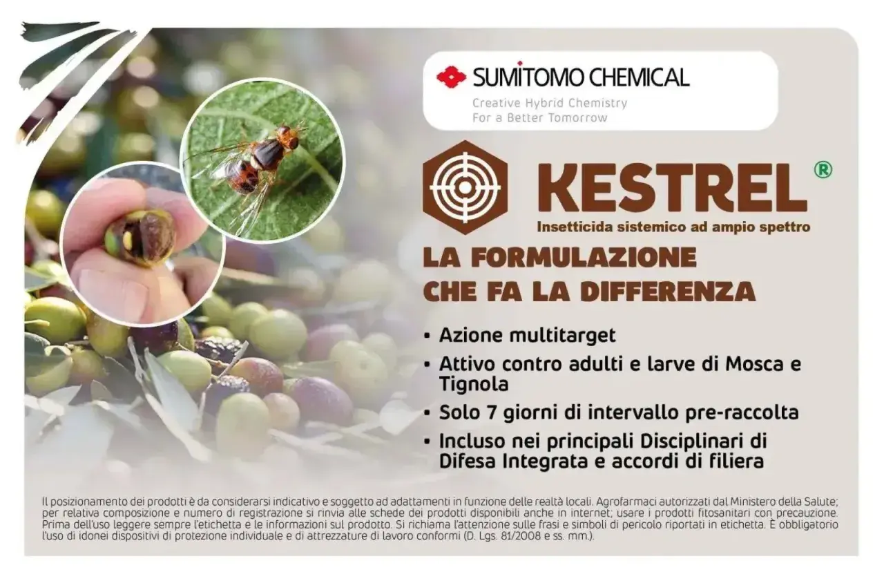 Insetto dannoso per le olive, Kestrel insetticida dosi efficaci contro mosca e tignola. Protezione per la tua raccolta.