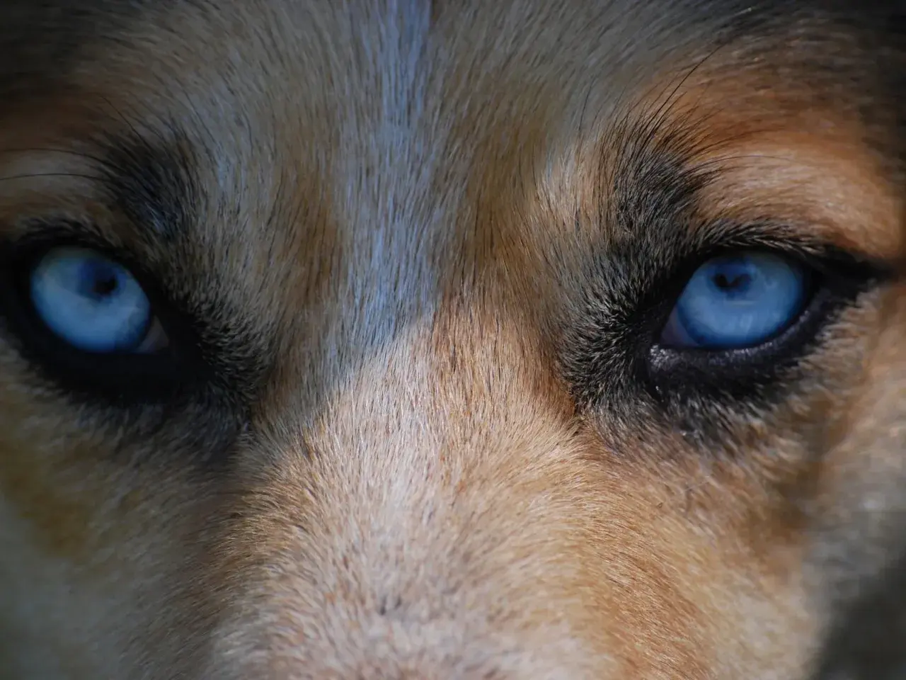 Ojos azules intensos de un perro, con pelaje marrón y blanco. Podría ser un signo de glaucoma en perros.