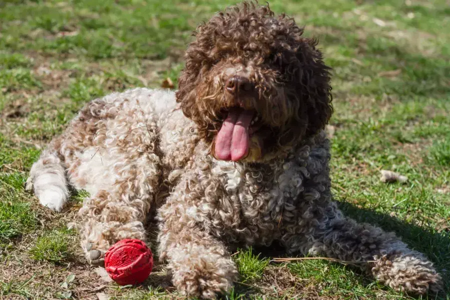 Lagotto Romagnolo: Sierść czy włos? Odkryj kluczowe różnice