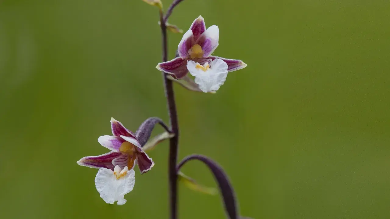 Två vackra orkidéer i Sverige, med lila och vita kronblad, blommar mot en grön bakgrund.