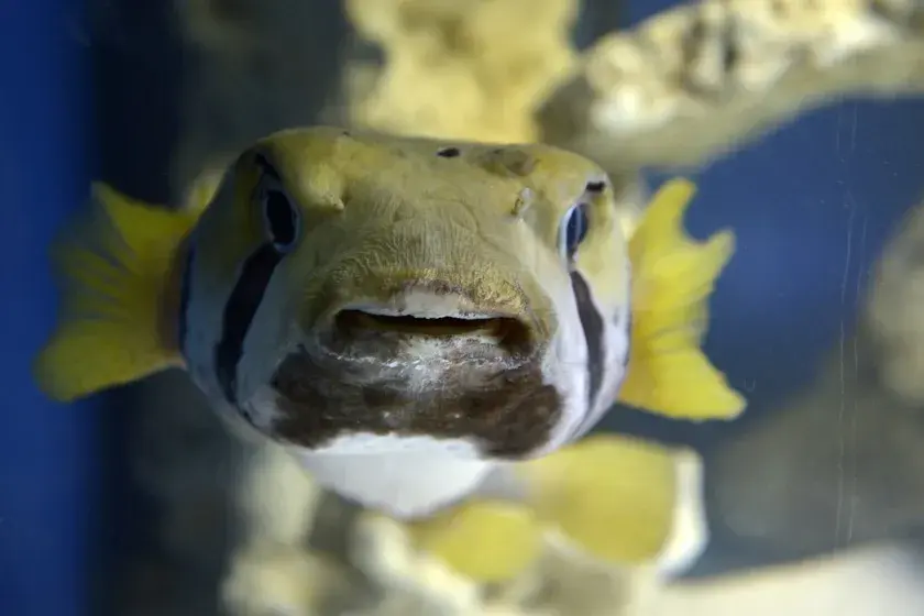 Oceanarium kujawsko pomorskie - co warto wiedzieć o atrakcjach morskich