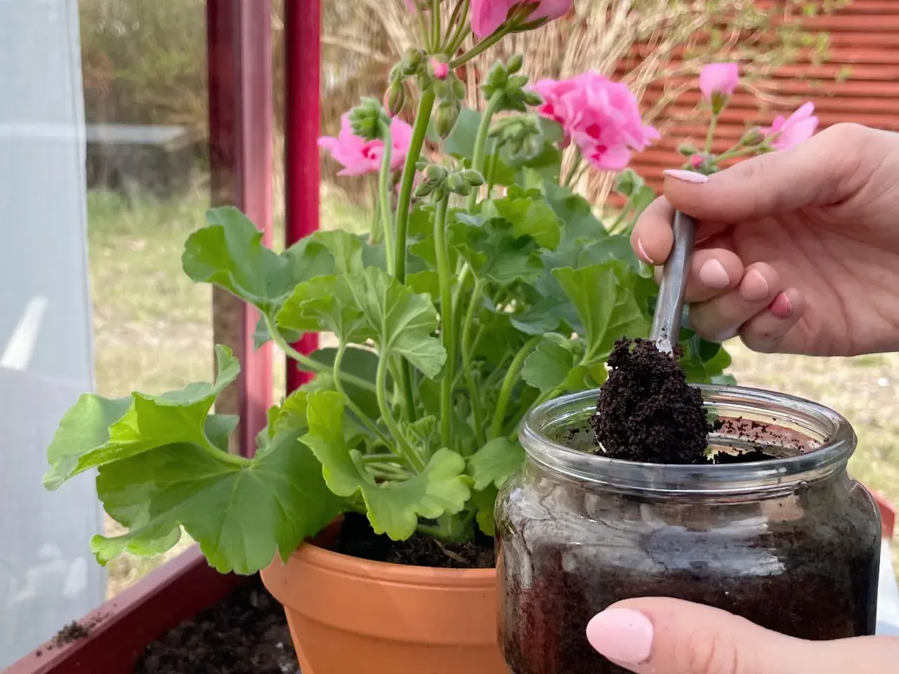 En hand tar kaffesump med en sked ur ett glasburk. Kanske för att ge näring åt rabarberplantan i krukan.