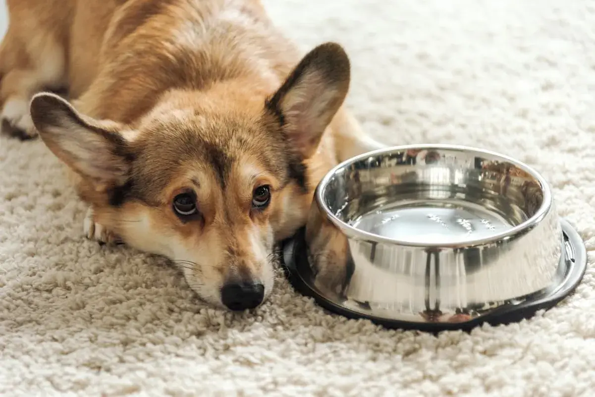 Smutny corgi leży obok miski z wodą, wyraźnie widać, że pies nie chce pić wody.