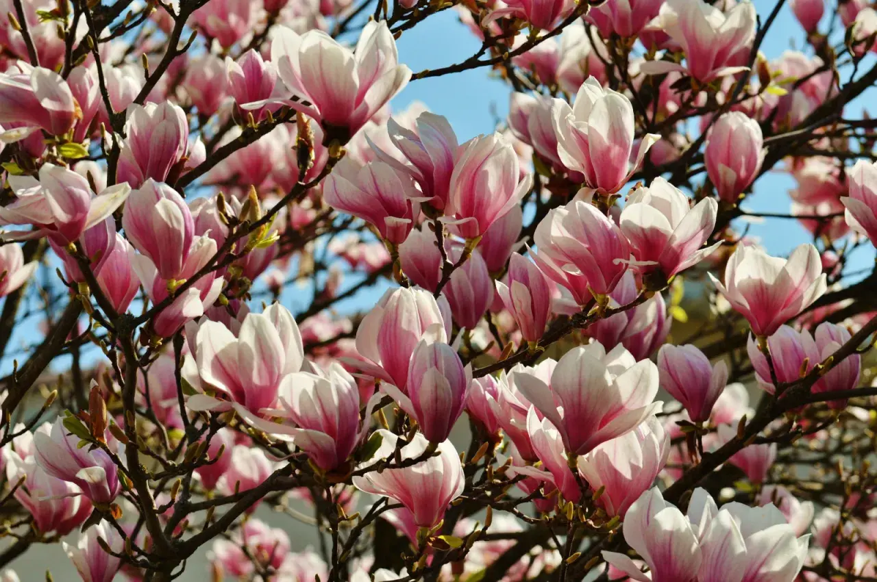 Kiedy kwitną magnolie? Poznaj sekrety ich pięknego kwitnienia