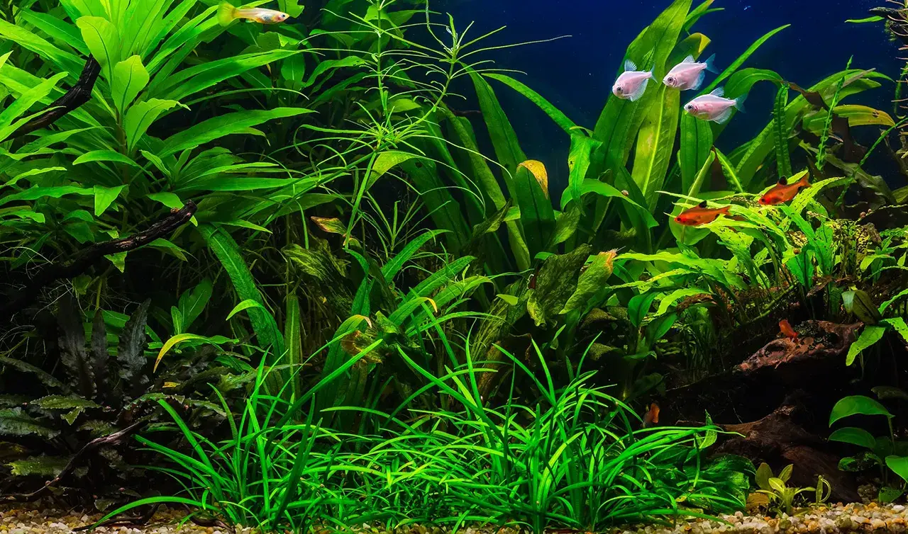 Ile watów na litr wody w akwarium potrzeba dla zdrowych roślin - Poradnik