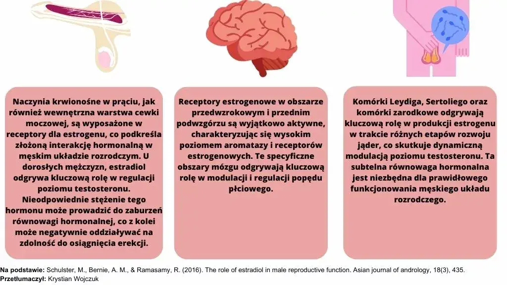 Czy mężczyzna ma estrogen? Zaskakująca prawda o hormonach płciowych