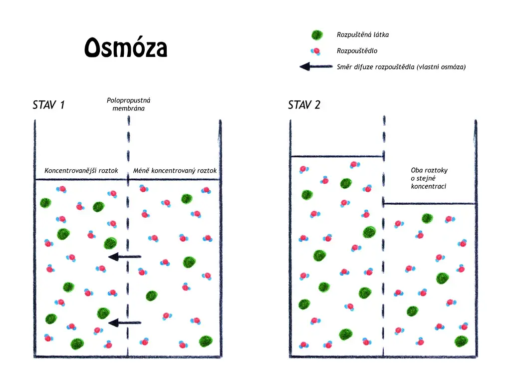 Co to jest osmoza w biologii? Proste wyjaśnienie i przykłady z życia