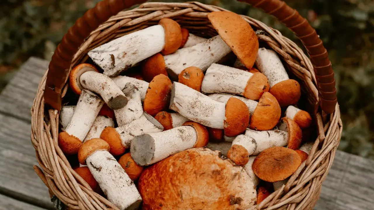 Gdzie na grzyby na Śląsku? Odkryj najlepsze miejsca na zbiór grzybów
