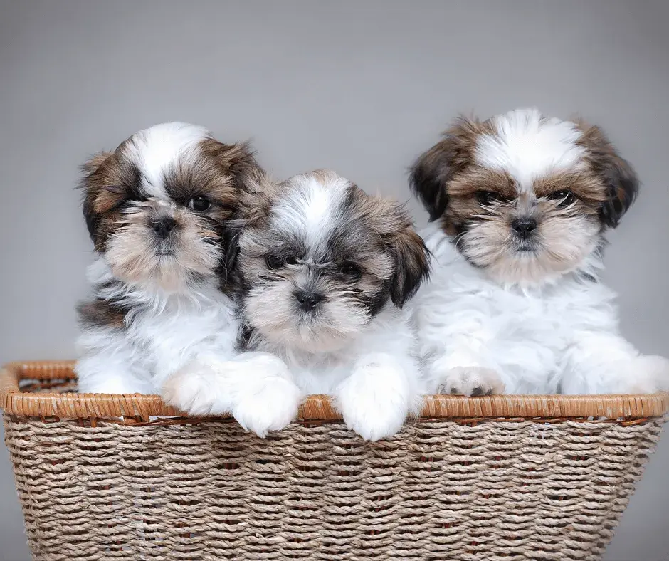 Ile kosztuje szczeniak shih tzu? Ceny, które zaskoczą przyszłych właścicieli