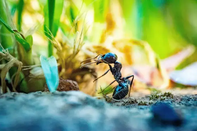 Skuteczne naturalne sposoby na mrówki w ogrodzie - 8 sprawdzonych metod