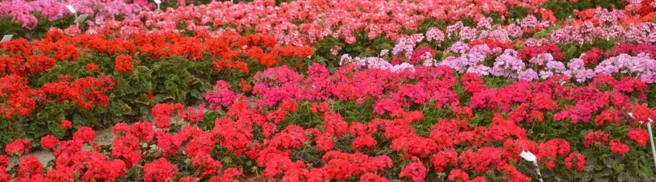 Kiedy sadzić pelargonie do gruntu, aby uniknąć przymrozków?