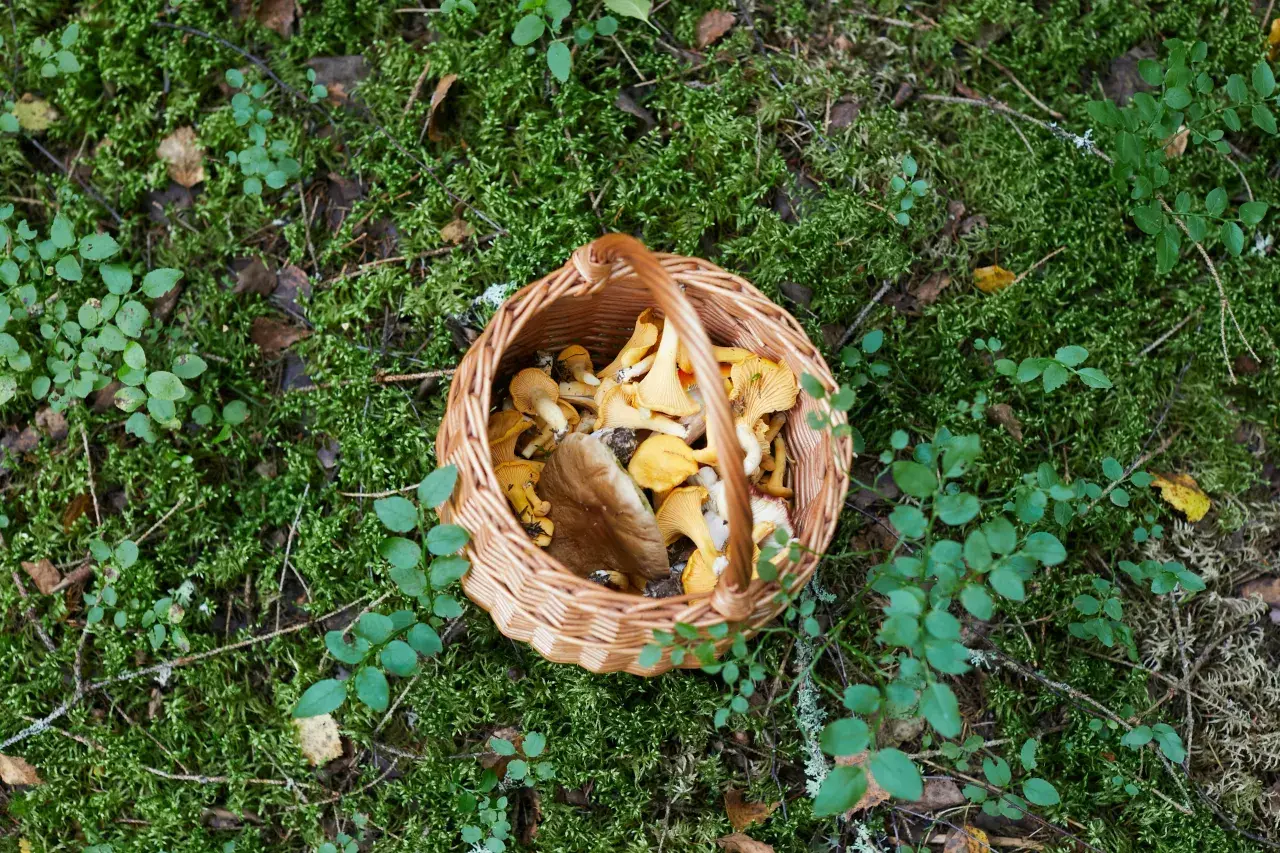 Ukryte właściwości zdrowotnych z grzybów: Czy znasz je wszystkie?