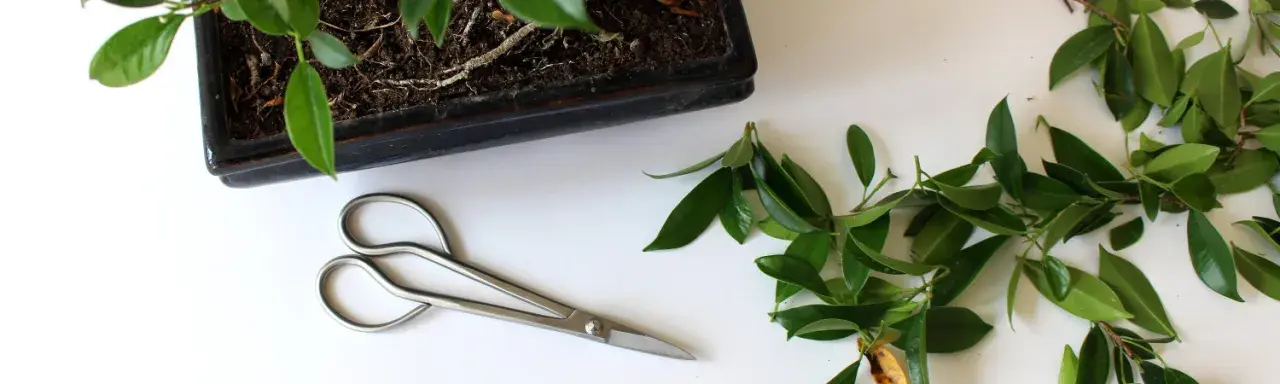 Jak przycinać drzewko bonsai, aby uniknąć najczęstszych błędów