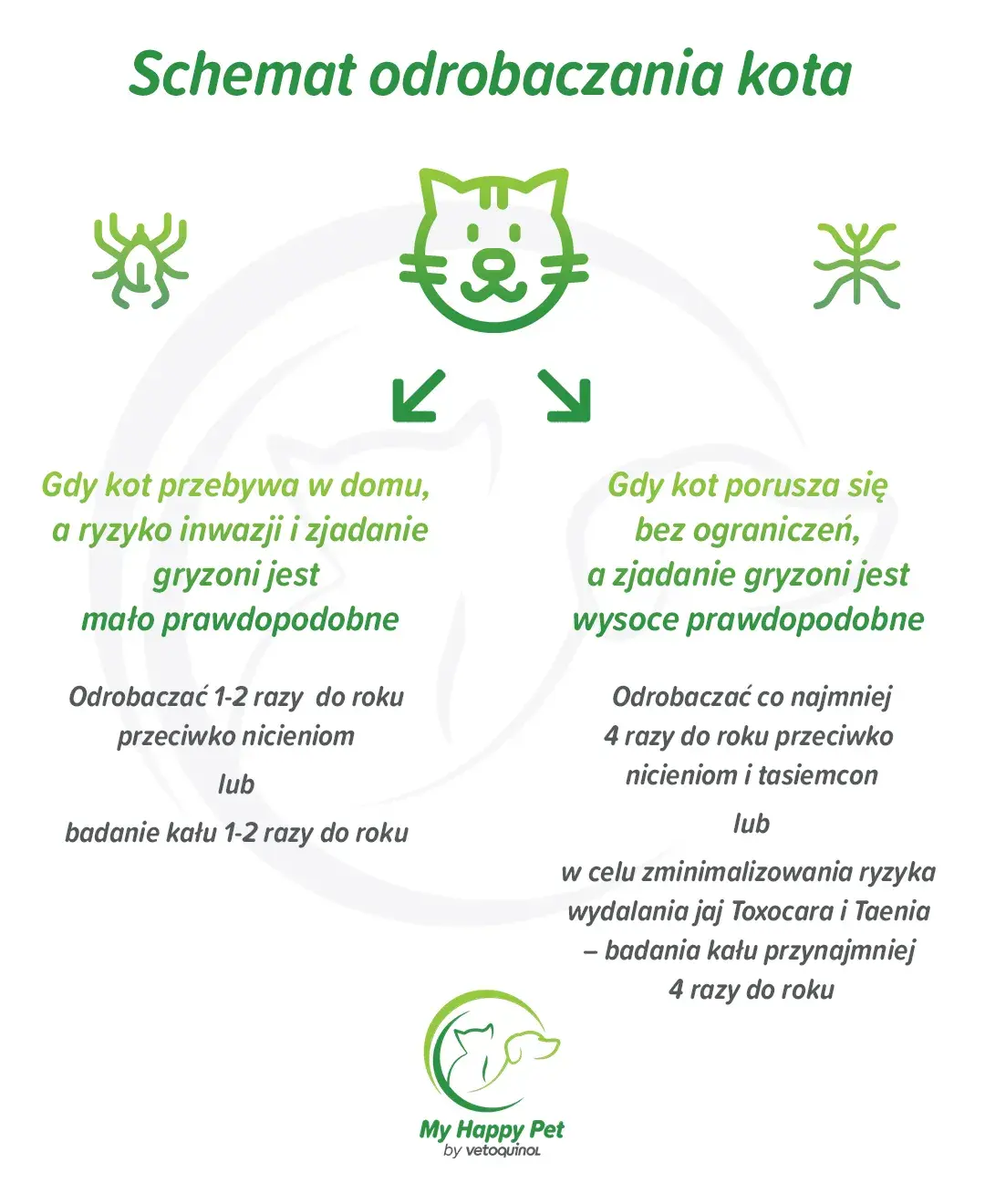 Jak często odrobaczać kota, by uniknąć problemów zdrowotnych?