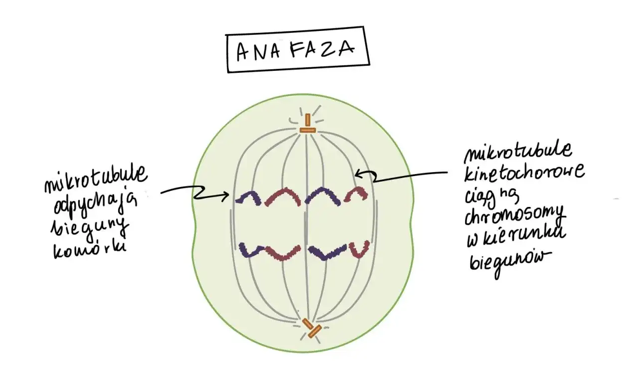 Anafaza mitozy: chromatydy rozdzielone i ciągnięte do biegunów komórki. Liczba chromosomów w komórkach potomnych będzie taka sama.