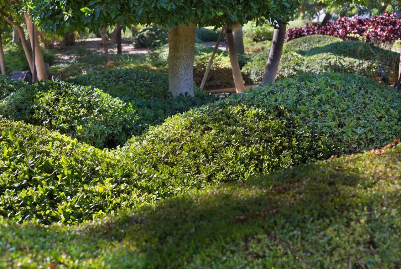 Grüner, üppiger bodendecker unter hecke und Bäumen. Die Sonne wirft Schatten auf die Pflanzen.