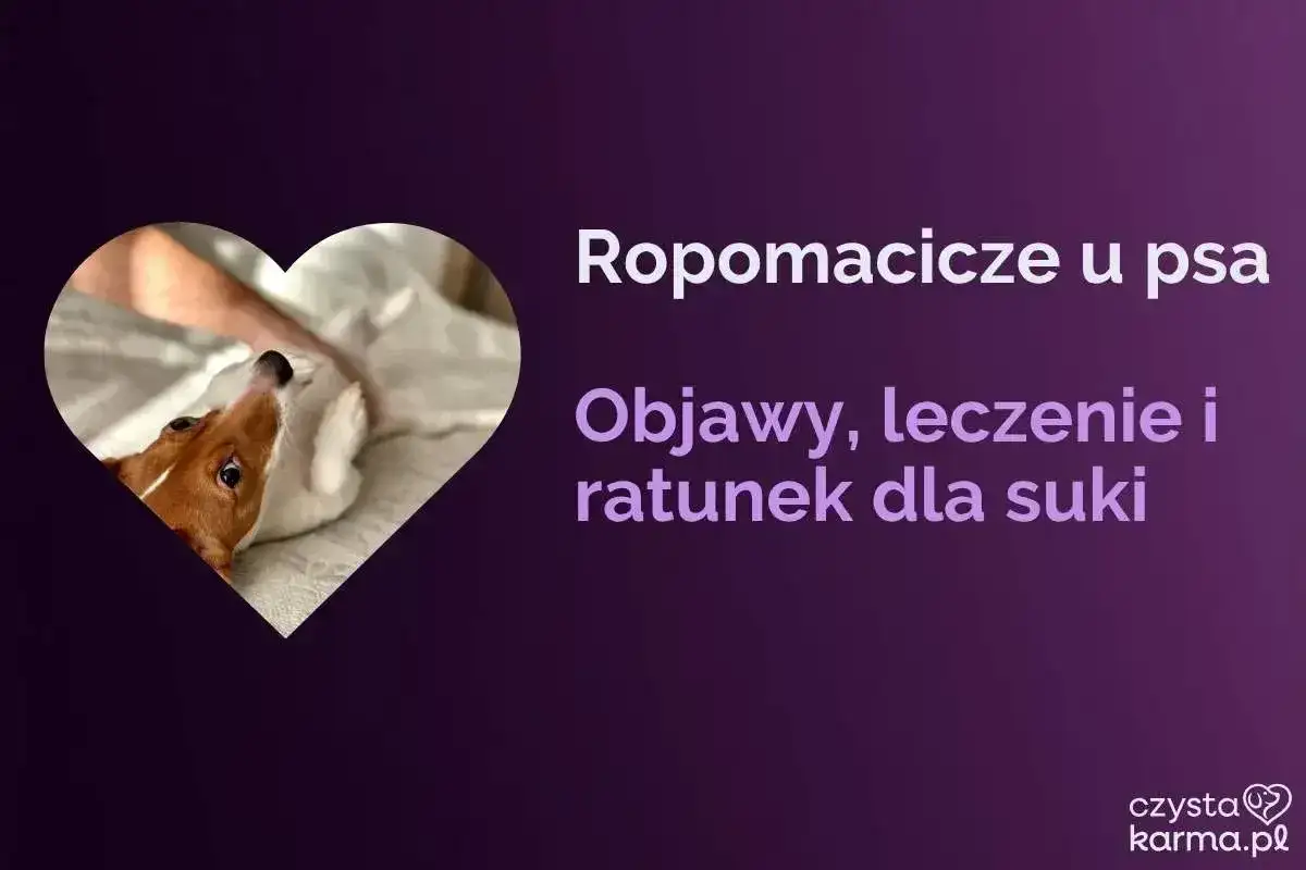 Piesek w sercu, tekst o ropomaciczu u psa: objawy, leczenie i ratunek dla suki.