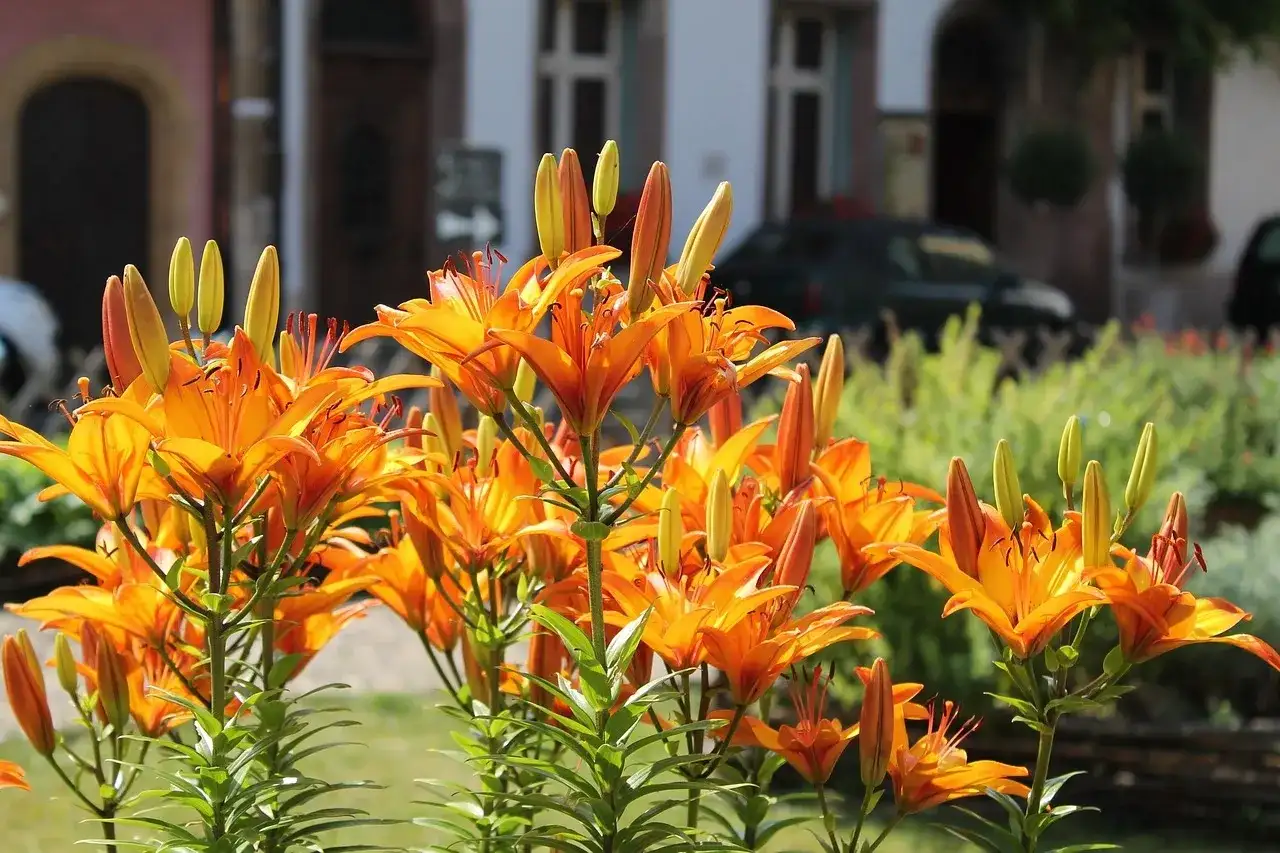 Leuchtend orange Taglilien blühen üppig. Ein sonniger Taglilien Standort mit Gebäuden im Hintergrund.