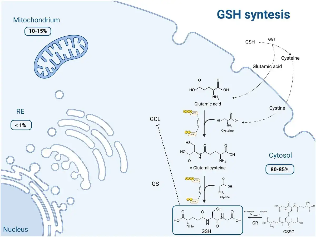 Schemat syntezy glutationu (GSH) w cytoplazmie. Glutation co to? To kluczowy antyoksydant.